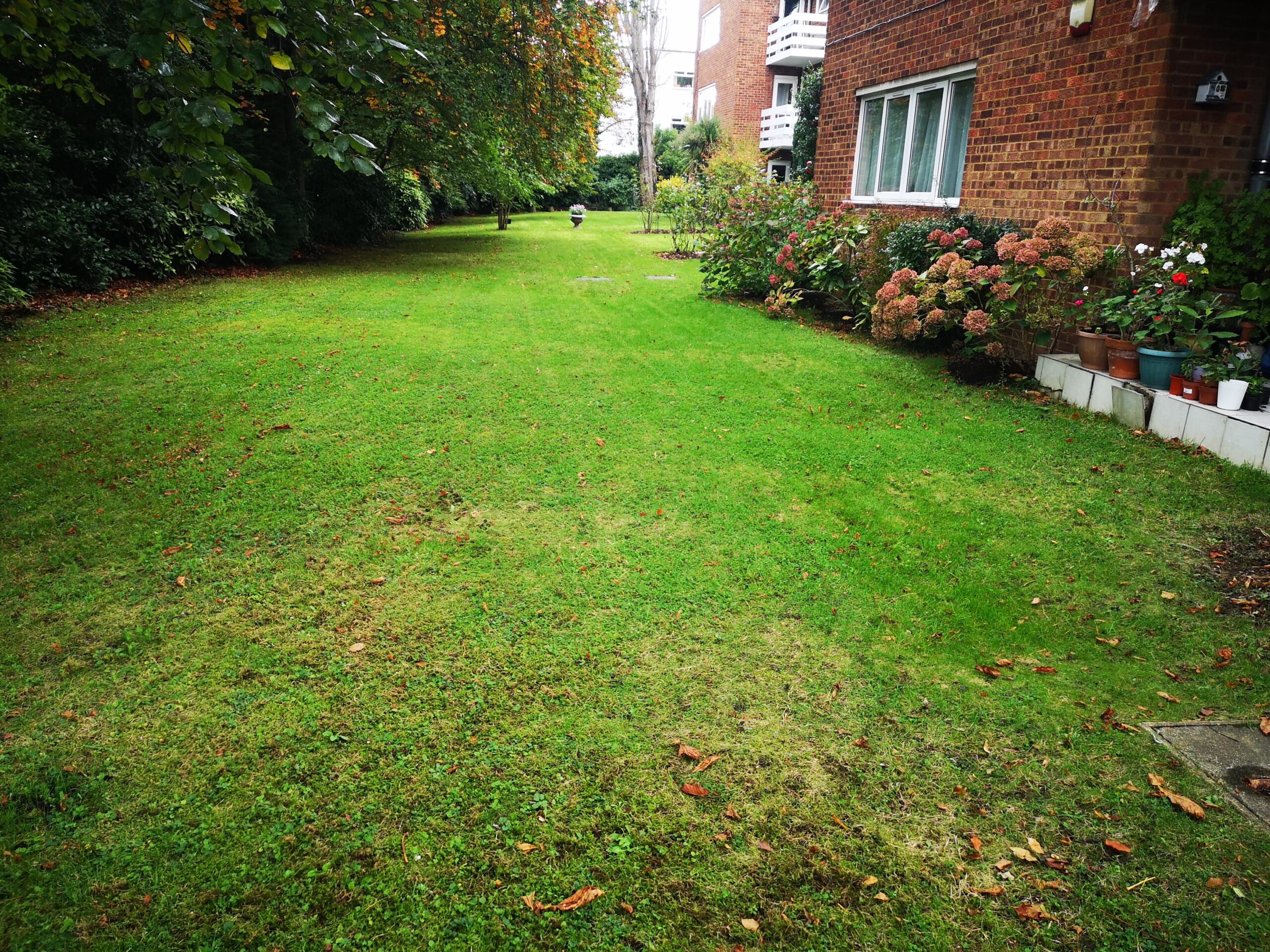 Hedge Trimming