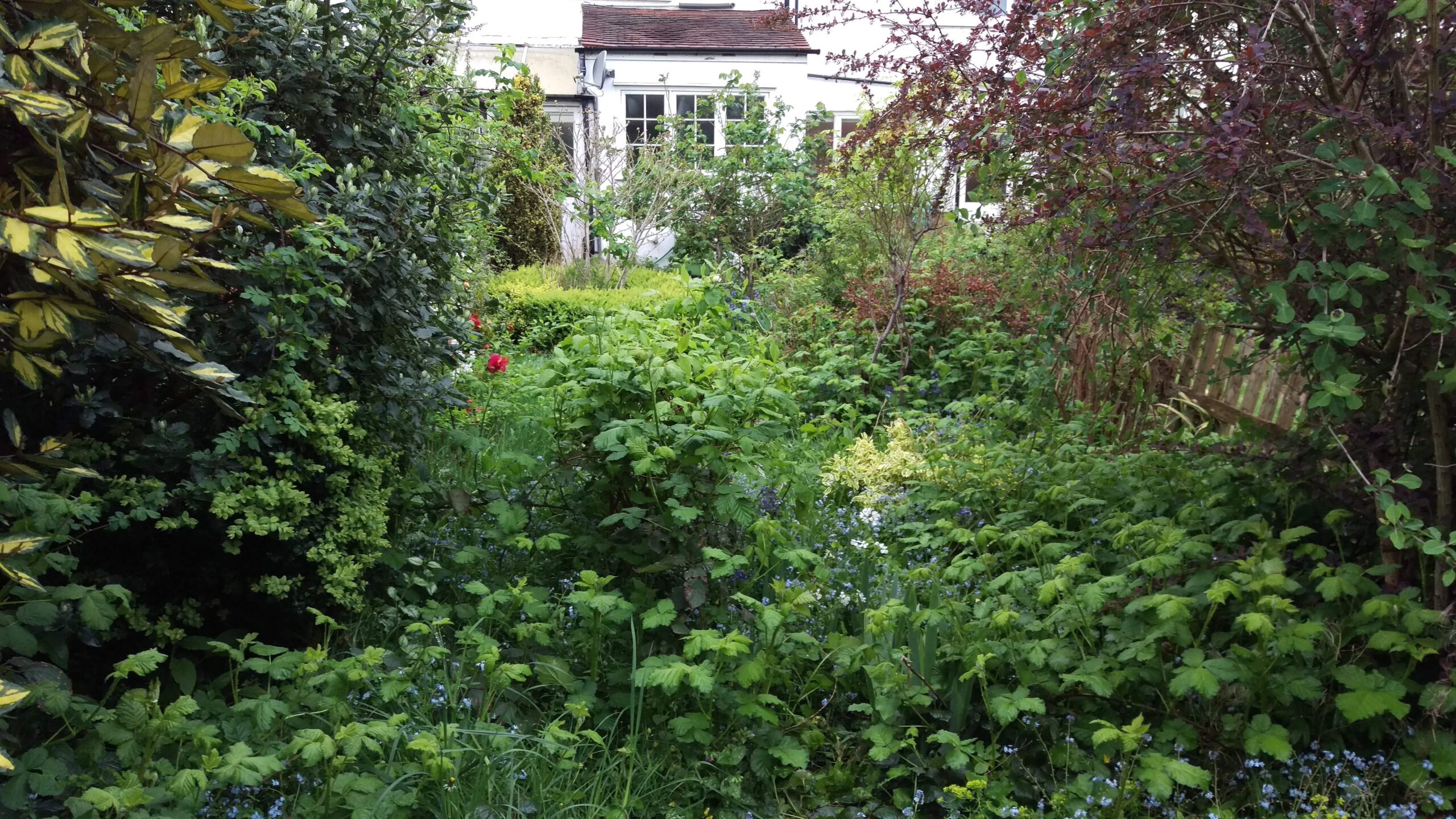 back garden clearance