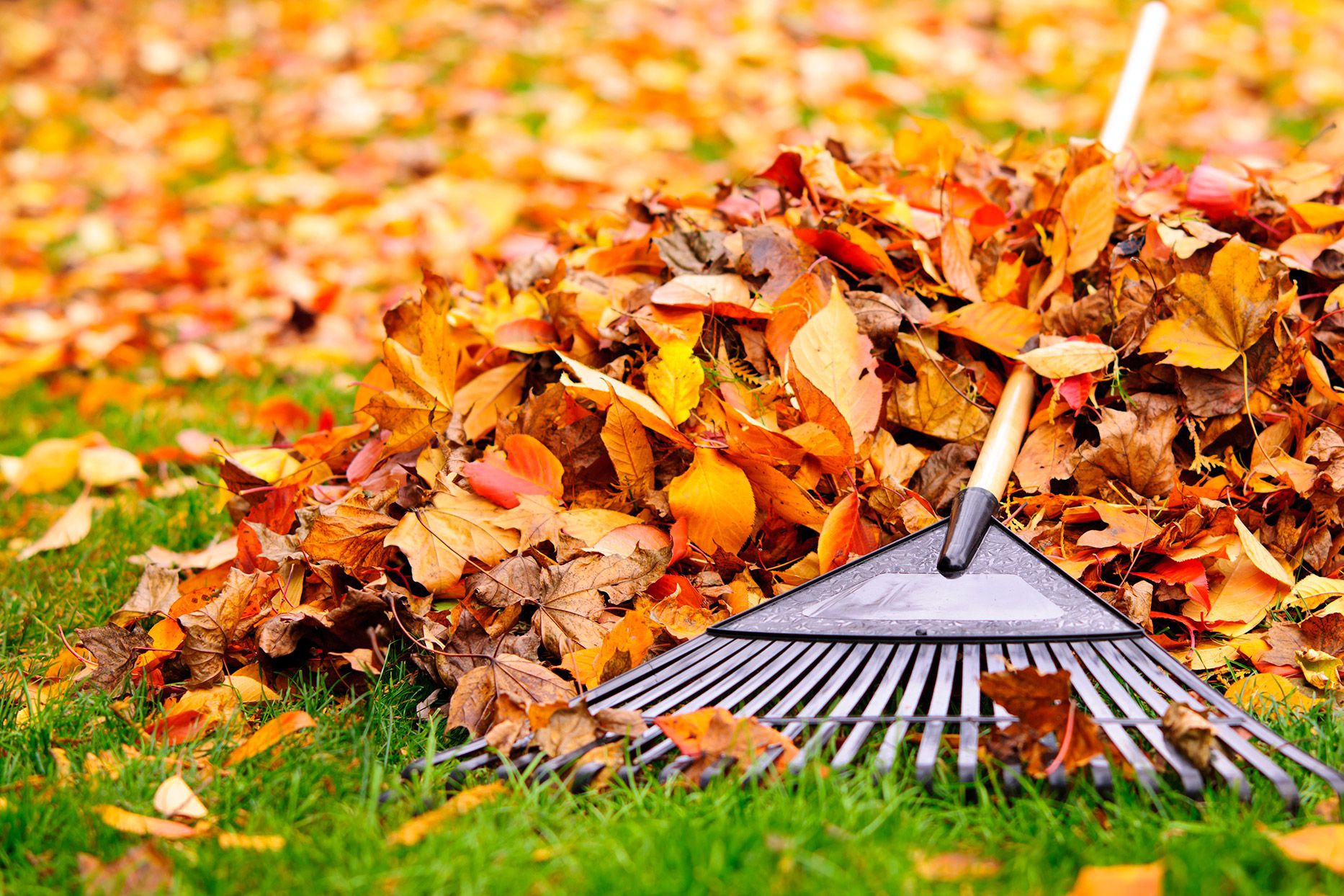 How to look after your garden during Autumn, autumn garden clearance, garden maintenance