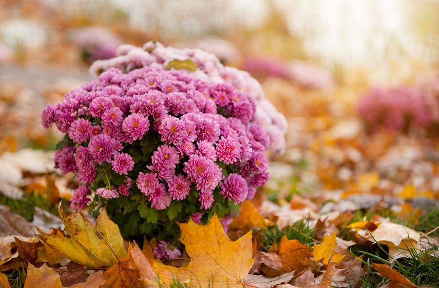 fall flowers for your garden